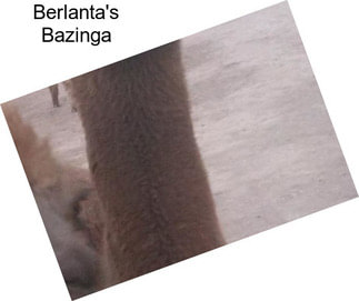 Berlanta\'s Bazinga