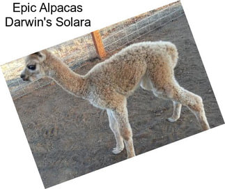 Epic Alpacas Darwin\'s Solara