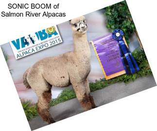 SONIC BOOM of Salmon River Alpacas