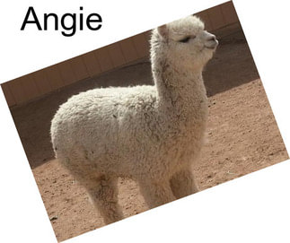 Angie