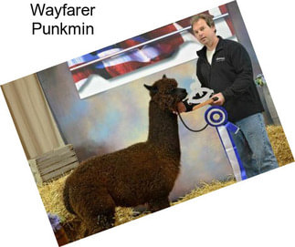 Wayfarer Punkmin
