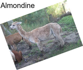 Almondine