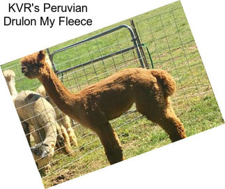 KVR\'s Peruvian Drulon My Fleece