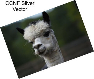 CCNF Silver Vector
