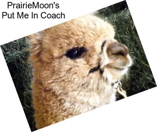 PrairieMoon\'s Put Me In Coach