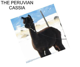 THE PERUVIAN CASSIA