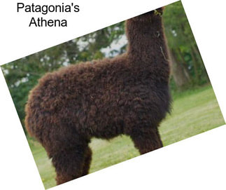 Patagonia\'s Athena