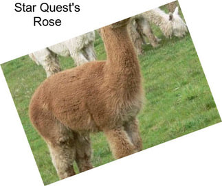 Star Quest\'s Rose
