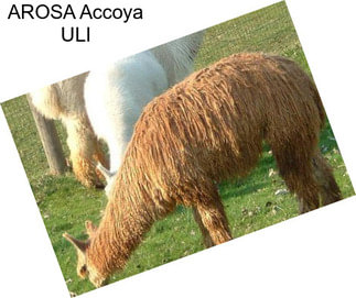 AROSA Accoya ULI