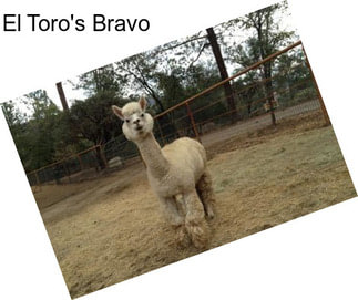 El Toro\'s Bravo