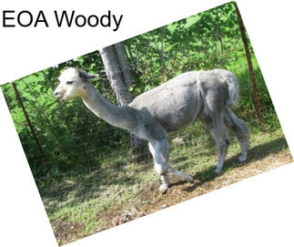 EOA Woody