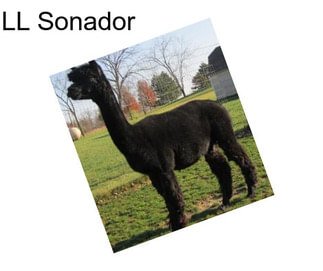 LL Sonador