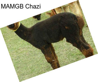 MAMGB Chazi