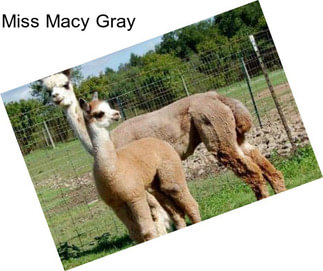 Miss Macy Gray