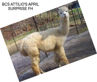 BCS ATTILIO\'S APRIL SURPRISE FH