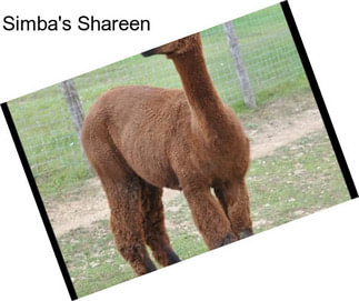 Simba\'s Shareen