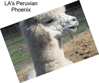 LA\'s Peruvian Phoenix