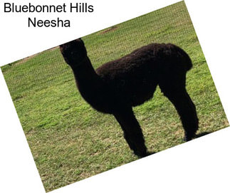 Bluebonnet Hills Neesha