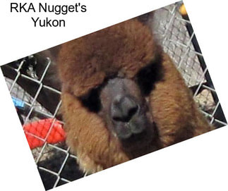RKA Nugget\'s Yukon