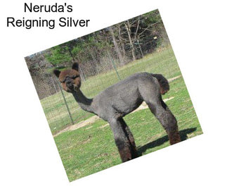 Neruda\'s Reigning Silver