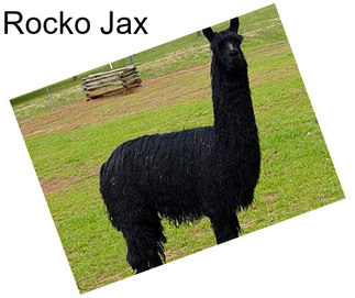 Rocko Jax