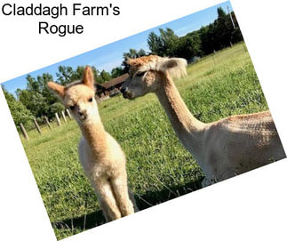 Claddagh Farm\'s Rogue