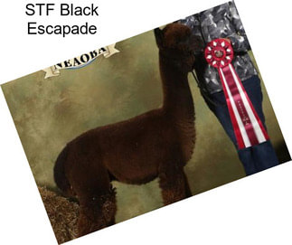 STF Black Escapade