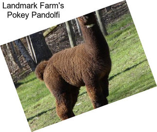 Landmark Farm\'s Pokey Pandolfi