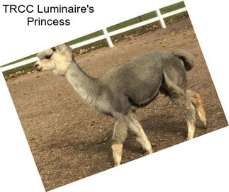 TRCC Luminaire\'s Princess