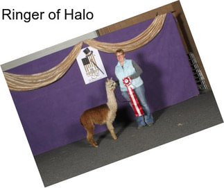 Ringer of Halo