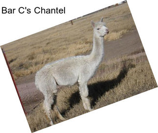 Bar C\'s Chantel