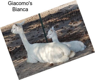 Giacomo\'s Bianca