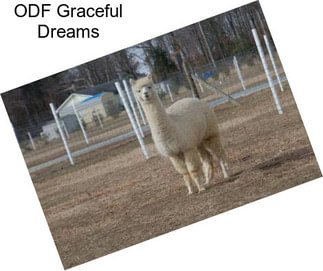 ODF Graceful Dreams