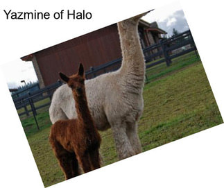 Yazmine of Halo