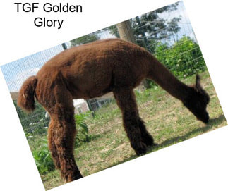 TGF Golden Glory