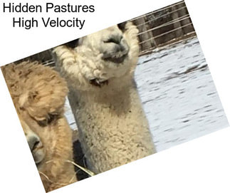 Hidden Pastures High Velocity