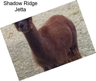 Shadow Ridge Jetta