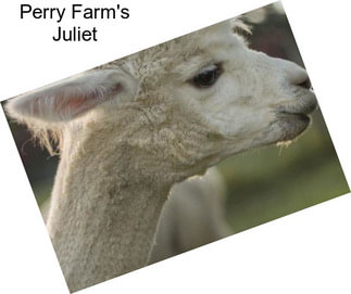 Perry Farm\'s Juliet