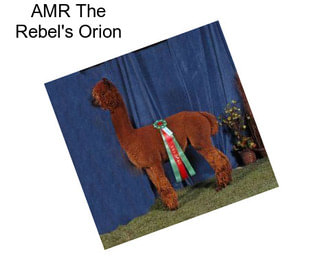 AMR The Rebel\'s Orion