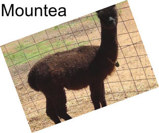 Mountea