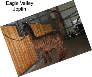 Eagle Valley Joplin