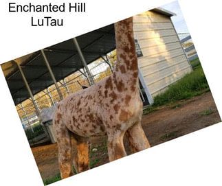 Enchanted Hill LuTau