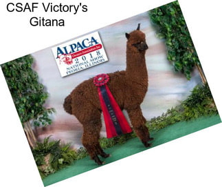 CSAF Victory\'s Gitana