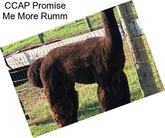 CCAP Promise Me More Rumm