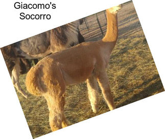 Giacomo\'s Socorro