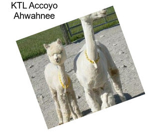 KTL Accoyo Ahwahnee