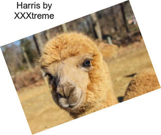 Harris by XXXtreme