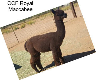 CCF Royal Maccabee