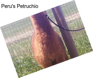Peru\'s Petruchio