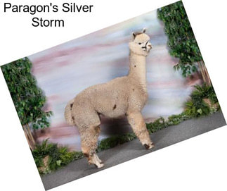 Paragon\'s Silver Storm
